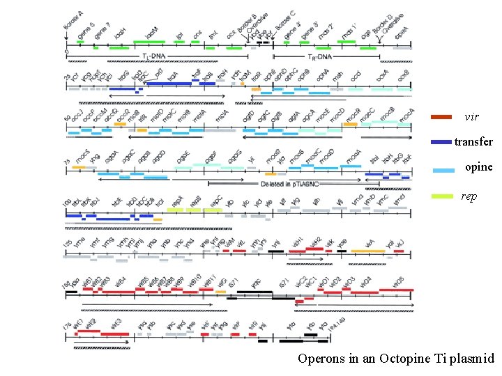 vir transfer opine rep Operons in an Octopine Ti plasmid 