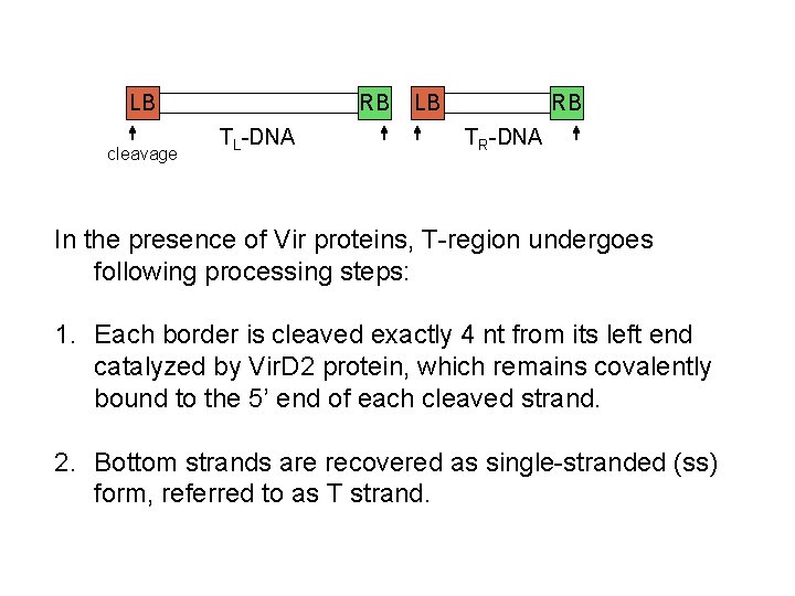 LB cleavage RB TL-DNA LB RB TR-DNA In the presence of Vir proteins, T-region