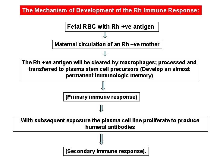 The Mechanism of Development of the Rh Immune Response: Fetal RBC with Rh +ve