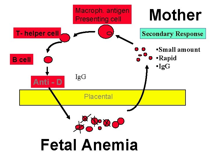 Macroph. antigen Presenting cell T- helper cell Mother Secondary Response • Small amount •