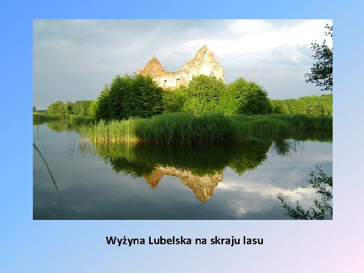 Wyżyna Lubelska na skraju lasu 