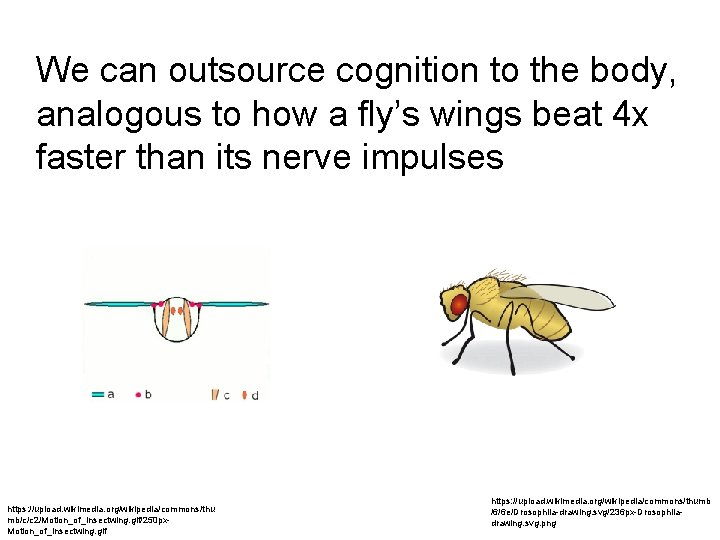 We can outsource cognition to the body, analogous to how a fly’s wings beat