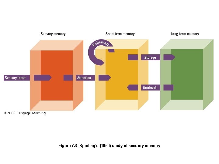 Figure 7. 8 Sperling’s (1960) study of sensory memory 