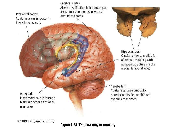 Figure 7. 23 The anatomy of memory 