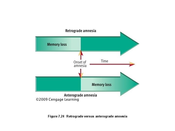 Figure 7. 24 Retrograde versus anterograde amnesia 