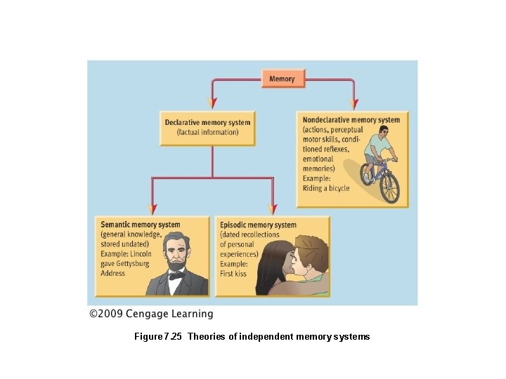 Figure 7. 25 Theories of independent memory systems 