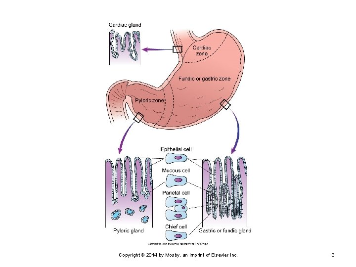 Copyright © 2014 by Mosby, an imprint of Elsevier Inc. 3 