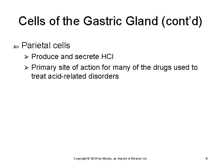 Cells of the Gastric Gland (cont’d) Parietal cells Produce and secrete HCl Ø Primary