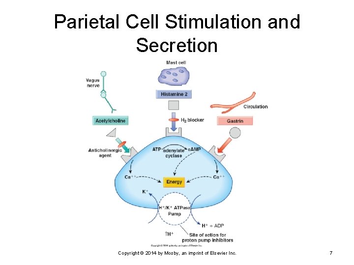 Parietal Cell Stimulation and Secretion Copyright © 2014 by Mosby, an imprint of Elsevier