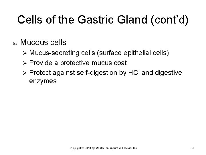 Cells of the Gastric Gland (cont’d) Mucous cells Mucus-secreting cells (surface epithelial cells) Ø