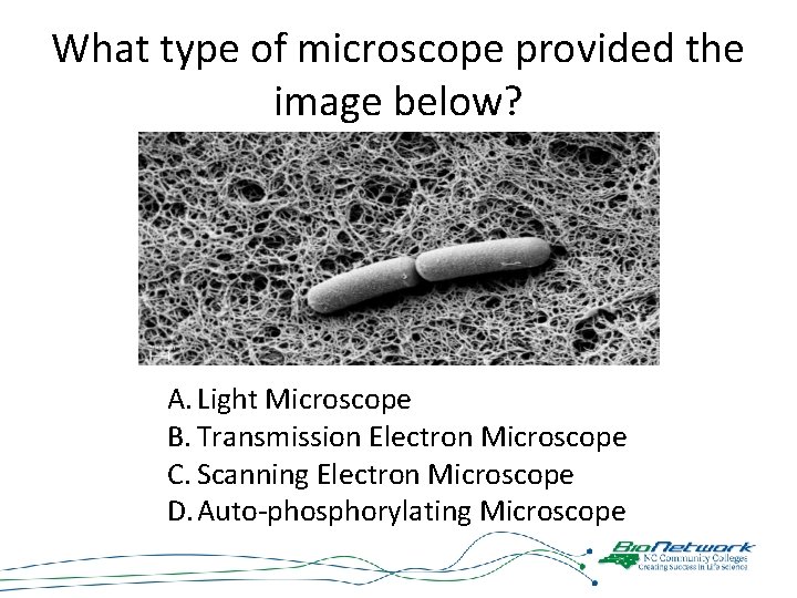 What type of microscope provided the image below? A. Light Microscope B. Transmission Electron