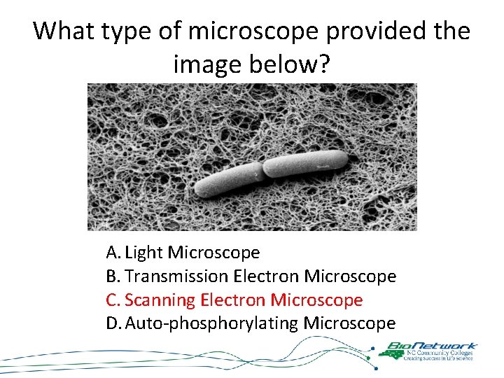 What type of microscope provided the image below? A. Light Microscope B. Transmission Electron