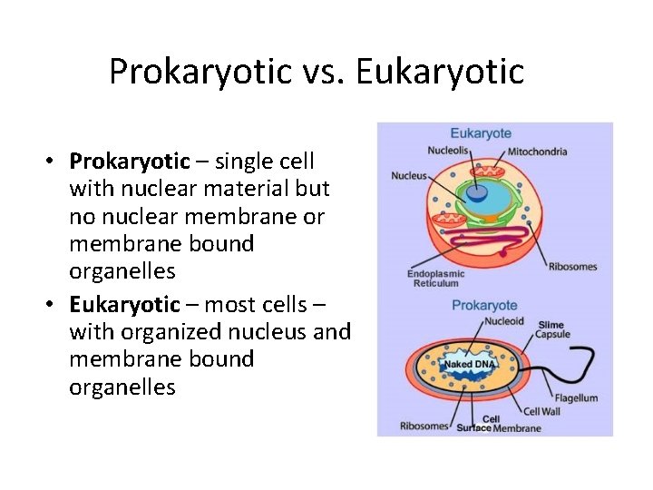 Prokaryotic vs. Eukaryotic • Prokaryotic – single cell with nuclear material but no nuclear