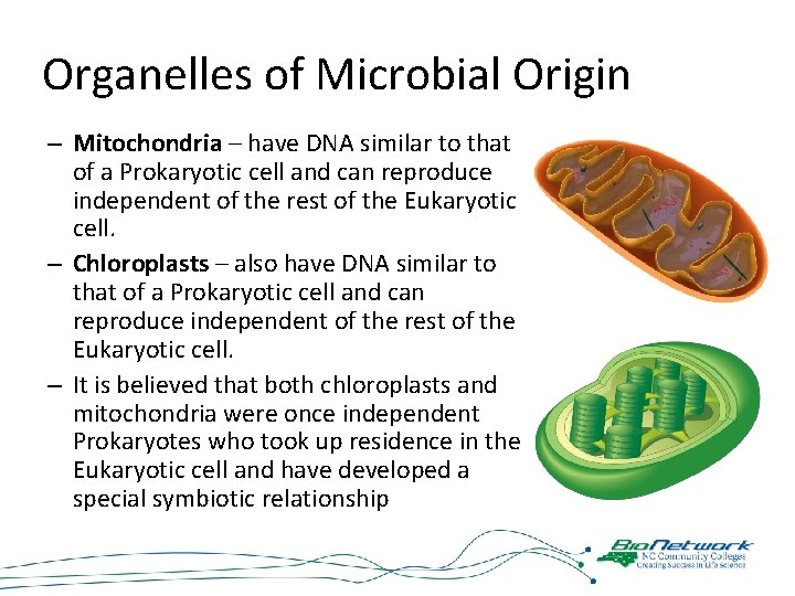 Organelles of Microbial Origin – Mitochondria – have DNA similar to that of a