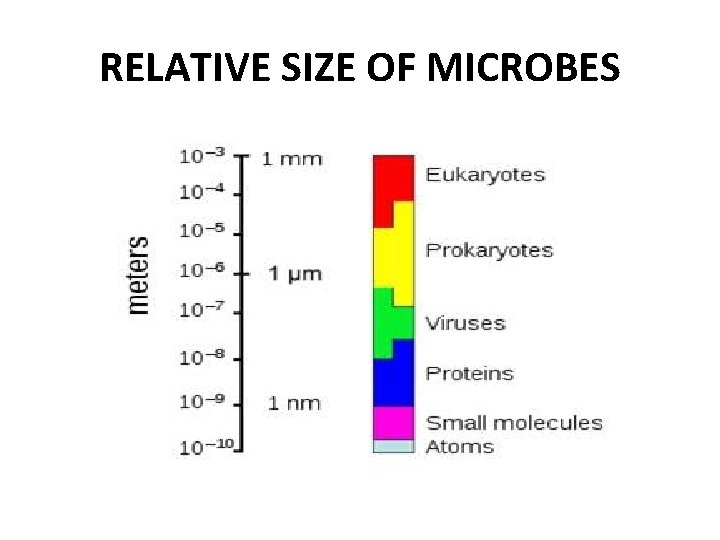 RELATIVE SIZE OF MICROBES 