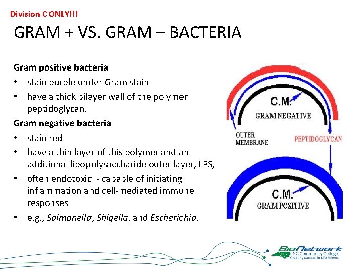 Division C ONLY!!! GRAM + VS. GRAM – BACTERIA Gram positive bacteria • stain