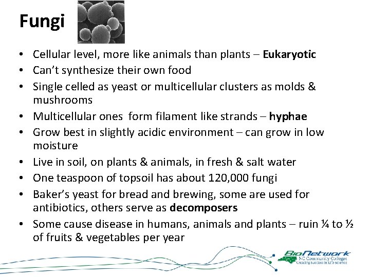 Fungi • Cellular level, more like animals than plants – Eukaryotic • Can’t synthesize