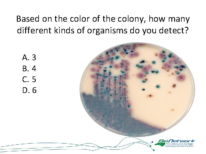 Based on the color of the colony, how many different kinds of organisms do