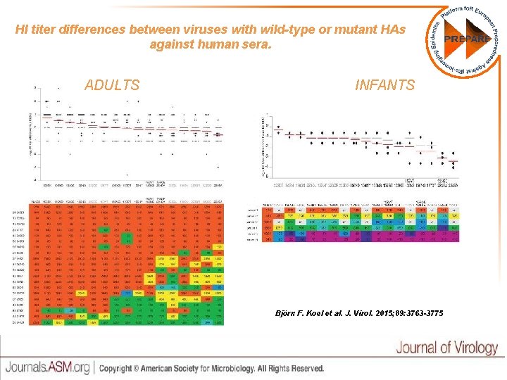 HI titer differences between viruses with wild-type or mutant HAs against human sera. ADULTS