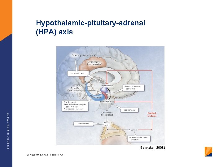 Hypothalamic-pituitary-adrenal (HPA) axis (Belmaker, 2008) DEPRESSION & ANXIETY IN EPILEPSY 