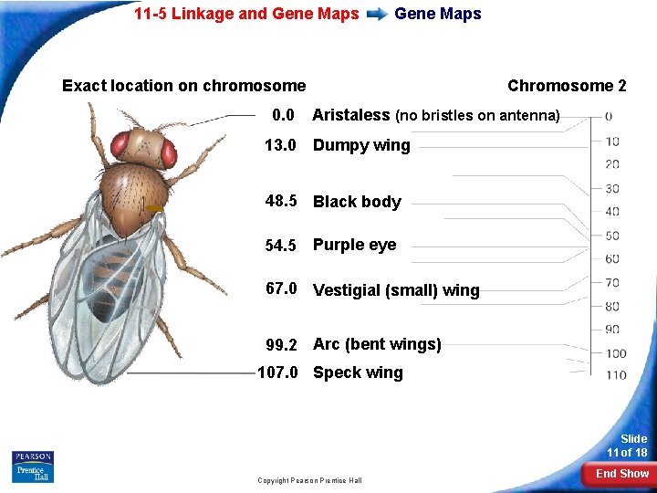 11 -5 Linkage and Gene Maps Exact location on chromosome 0. 0 Chromosome 2