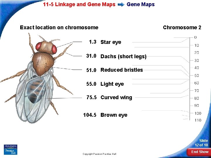 11 -5 Linkage and Gene Maps Exact location on chromosome Chromosome 2 1. 3