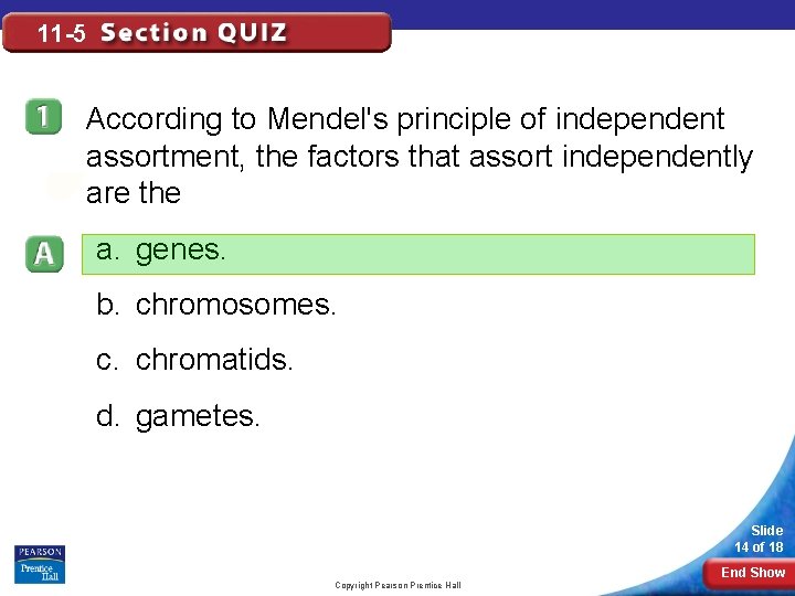 11 -5 According to Mendel's principle of independent assortment, the factors that assort independently