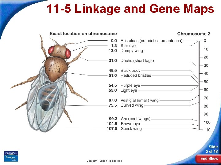 11 -5 Linkage and Gene Maps Slide 2 of 18 Copyright Pearson Prentice Hall