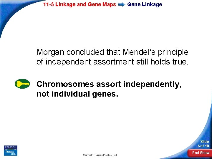 11 -5 Linkage and Gene Maps Gene Linkage Morgan concluded that Mendel’s principle of
