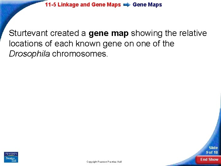 11 -5 Linkage and Gene Maps Sturtevant created a gene map showing the relative