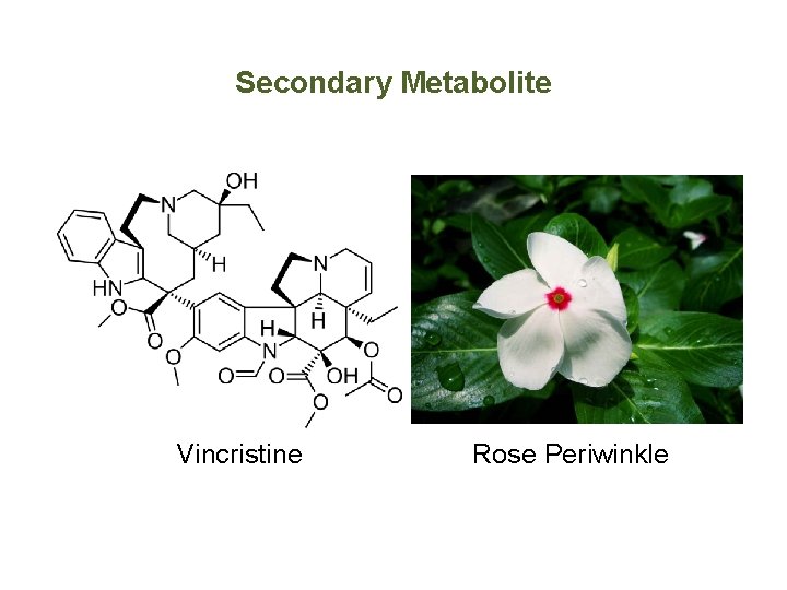Secondary Metabolite Vincristine Rose Periwinkle 