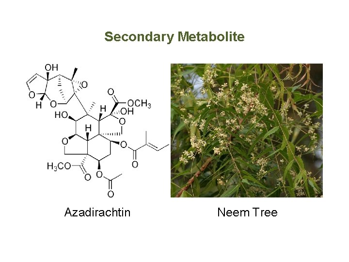 Secondary Metabolite Azadirachtin Neem Tree 