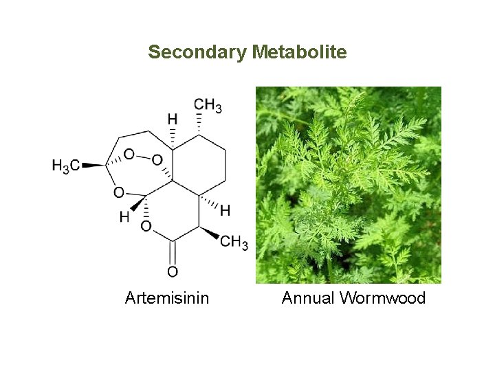 Secondary Metabolite Artemisinin Annual Wormwood 