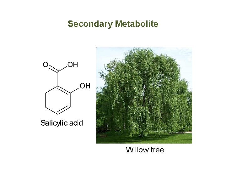 Secondary Metabolite Willow tree 