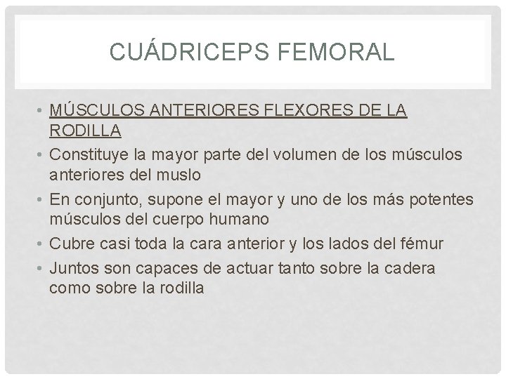 CUÁDRICEPS FEMORAL • MÚSCULOS ANTERIORES FLEXORES DE LA RODILLA • Constituye la mayor parte