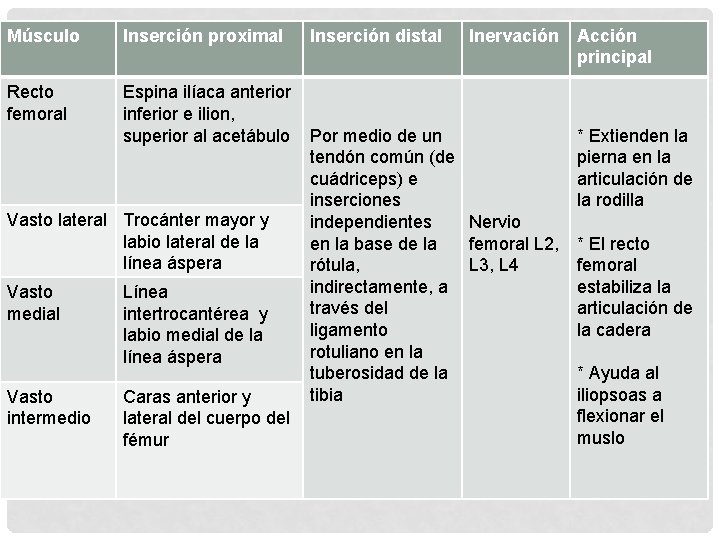 Músculo Inserción proximal Recto femoral Espina ilíaca anterior inferior e ilion, superior al acetábulo