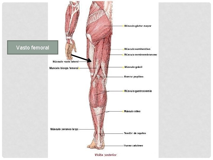 Vasto femoral 