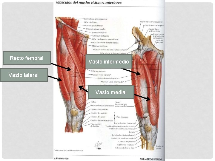 Recto femoral Vasto intermedio Vasto lateral Vasto medial 