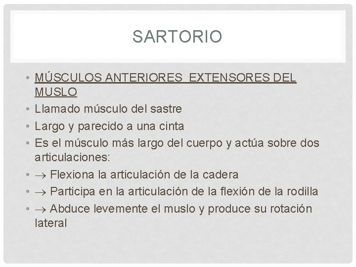 SARTORIO • MÚSCULOS ANTERIORES EXTENSORES DEL MUSLO • Llamado músculo del sastre • Largo