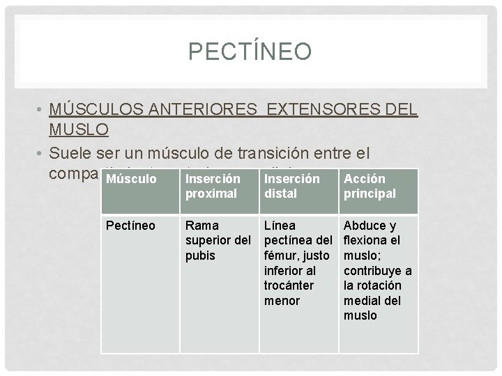 PECTÍNEO • MÚSCULOS ANTERIORES EXTENSORES DEL MUSLO • Suele ser un músculo de transición