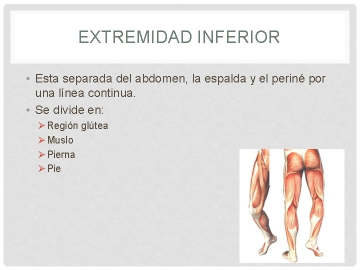 EXTREMIDAD INFERIOR • Esta separada del abdomen, la espalda y el periné por una