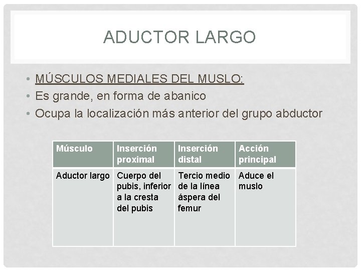 ADUCTOR LARGO • MÚSCULOS MEDIALES DEL MUSLO: • Es grande, en forma de abanico