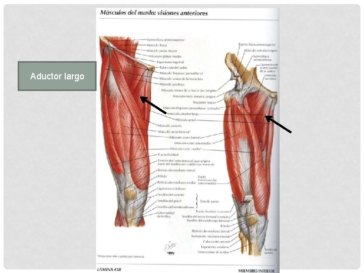 Aductor largo 