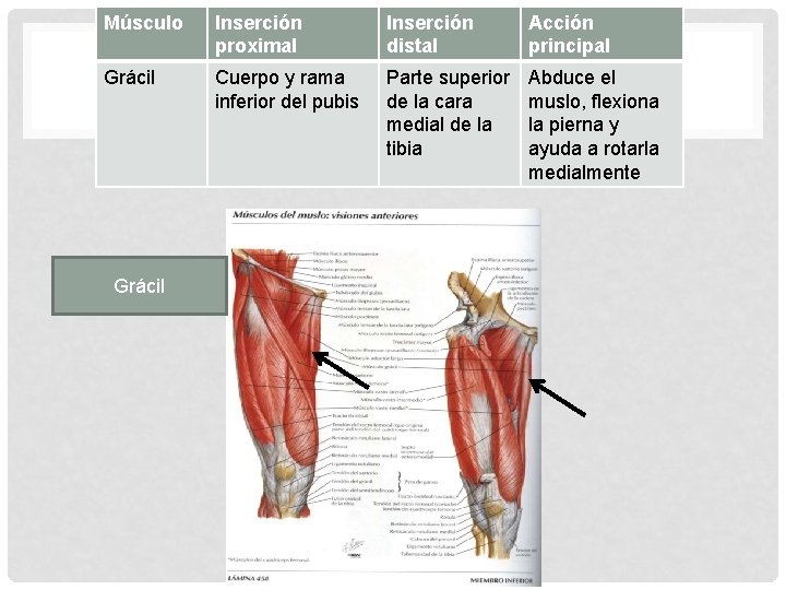 Músculo Inserción proximal Inserción distal Acción principal Grácil Cuerpo y rama inferior del pubis