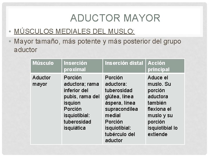 ADUCTOR MAYOR • MÚSCULOS MEDIALES DEL MUSLO: • Mayor tamaño, más potente y más