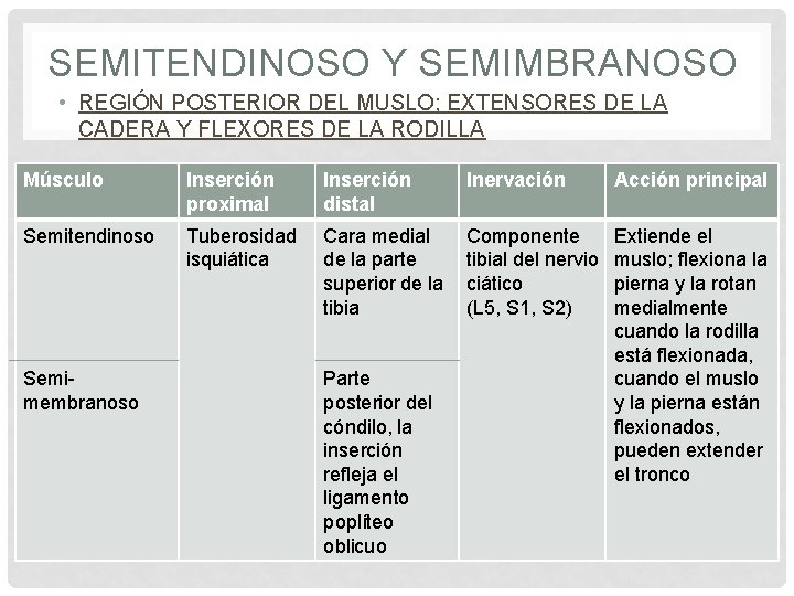 SEMITENDINOSO Y SEMIMBRANOSO • REGIÓN POSTERIOR DEL MUSLO; EXTENSORES DE LA CADERA Y FLEXORES