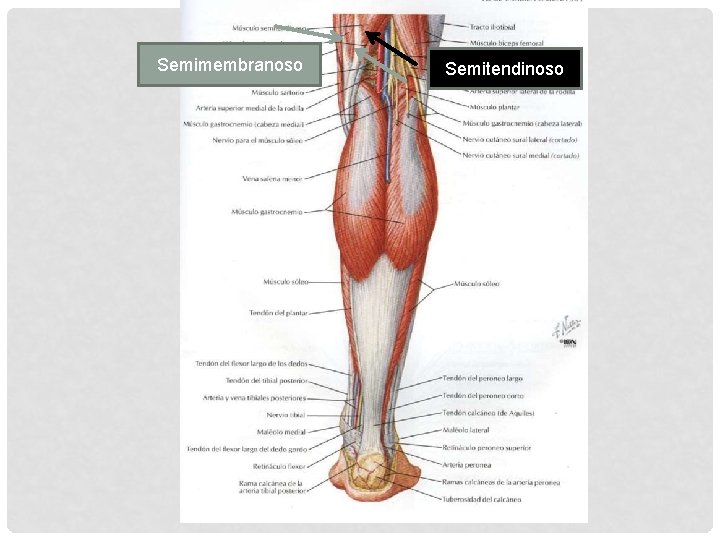 Semimembranoso Semitendinoso 