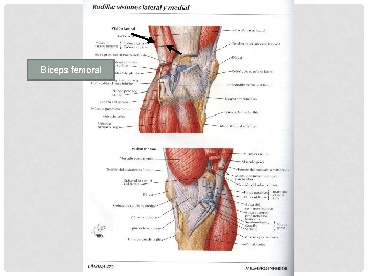 Bíceps femoral 