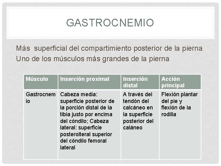 GASTROCNEMIO Más superficial del compartimiento posterior de la pierna Uno de los músculos más