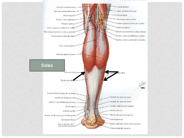 Sóleo 